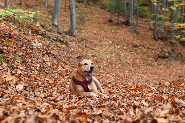 Beautiful red mixed breed dog in autumn forest or park. Pets care and welfare concept.