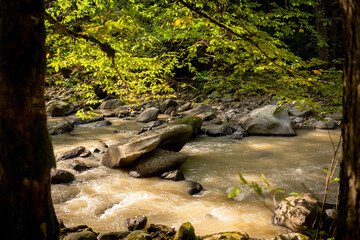 Naklejka na ściany i meble View between two out of focus tree trunks in the foreground on a stream with rocks in the forest. Green and yellow autumnal leaves tower above it. Sunny autumn day