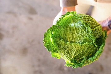 Closeup of Green Cabbage