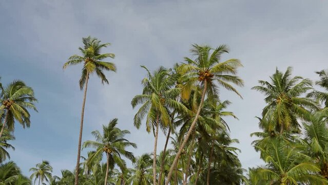 Leaves of Coconut palm trees blowing on the wind against blue sky, during sunny summer day 