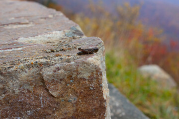 cricket on a stone wall in the mountains