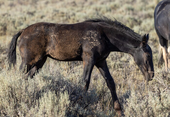 Beautiful Wild Horse in Summer in the Wyoming Desert