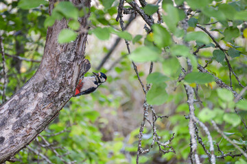 A great woodpecker on apple tree