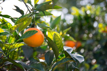 Árbol de naranjas en la cosecha de otoño e invierno. 