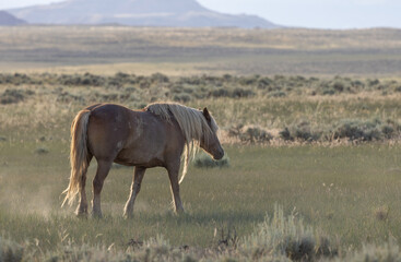 Beautiful Wild Horse in Summer in the Wyoming Desert