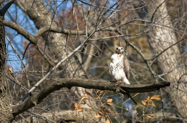 Closeup of a red-tailed hawk (Buteo jamaicensis) perched to a branch