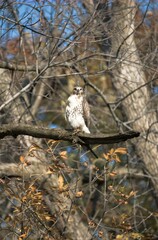 Vertical closeup of a red-tailed hawk (Buteo jamaicensis) perched to a branch