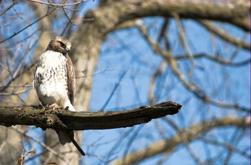 Closeup of a red-tailed hawk (Buteo jamaicensis) perched to a branch