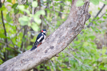 A great woodpecker on apple tree