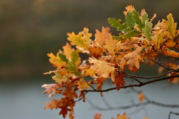 Autumn on the Trakhtemyriv Peninsula, Ukraine