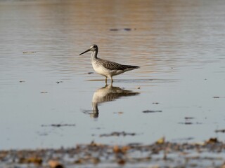 Closeup of a greater yellowlegs (Tringa melanoleuca) foraging in the sand of a lake shore