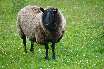 Fototapeta premium Mellon Udrigle, Scotland, UK: Shetland sheep on a farm on the west coast of Scotland. Its very fine wool is in the Moorit brown color.