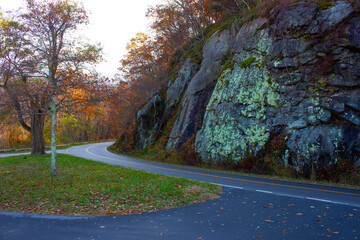 road in autumn forest