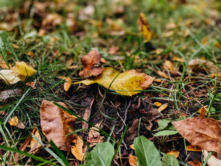 Closeup of yellow and orange leaves in the grass