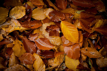 Wet autumn leaves on the ground