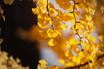 Ginkgo biloba in autumn, the yellow ginkgo leaves - obrazy, fototapety, plakaty