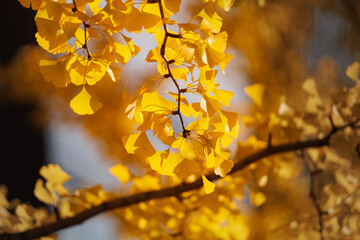 Ginkgo biloba in autumn, the yellow ginkgo leaves - obrazy, fototapety, plakaty