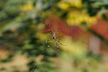 Joro spider on the sipder's web (Trichonephila clavata)
