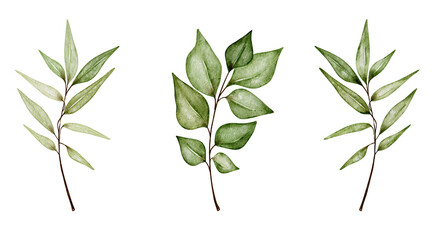 Watercolor green leaves.Set watercolor herbal elements.Isolated on a white background.