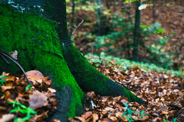 Majestic looking forest with big tree root covered in fresh, green moss. Woodland scenery in autumn.