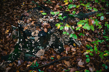 Bunch of fruiting bodies of turkey tail fungus on a dead tree stump in forest