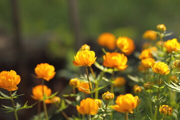 yellow flowers