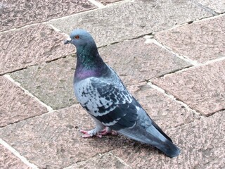 Bonita paloma azul con gris cuerpo completo sobre un piso de piedra