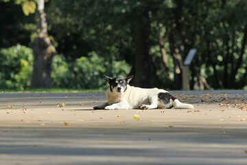 Dog resting in the sun in the park
