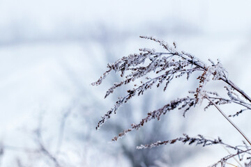 A branch of a dry plant is covered with frost and ice in winter