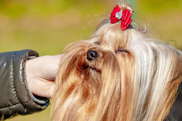 A woman caresses a small shaggy Yorkshire terrier dog
