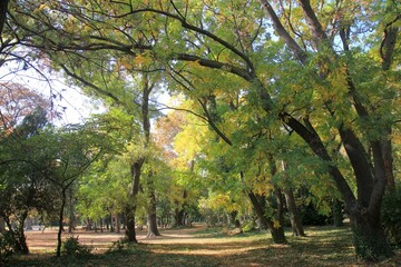 Naklejka premium Trees in the Seaside Park of Varna (Bulgaria) in autumn 