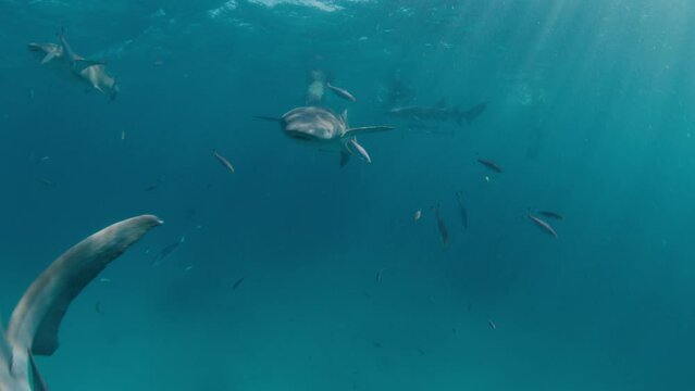 The nurse sharks, Ginglymostoma cirratum swim underwater in the Maldives
