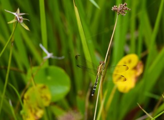 Libélula em Morro de São Paulo _ Bahia _Brasil