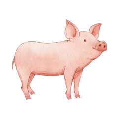Pig PNG Format With Transparent Background © FIARISTA