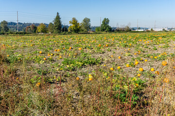 Obraz premium Kent Pumpkin Field 4
