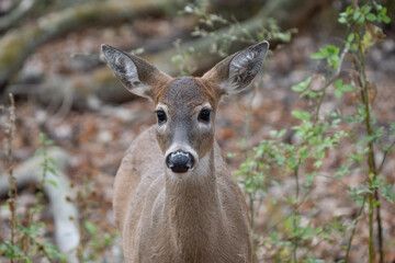 female deer has spotted something of interest in the woods ahead