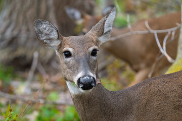 female deer has spotted you while eating in the woods