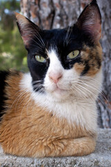 close up portrait of an angry looking cat