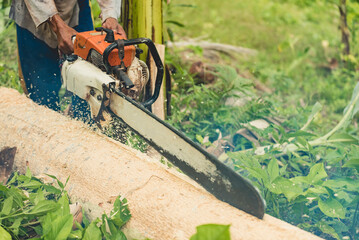 A poor logger bisects a fallen Gmelina tree trunk with a petrol chainsaw. Cutting timber at a plot of land near a tropical forest.