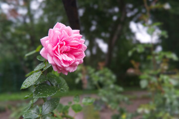 pink rose in garden