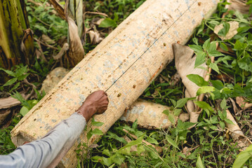 A logger measures a fallen Gmelina tree trunk with a piece of string. Cutting timber at a plot of...