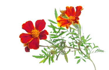 French marigold flowers isolated on white