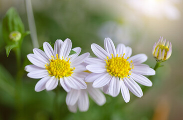 Obraz na płótnie Canvas closeup beautiful Daisy flower blossom background natural outdoor. Soft focus.