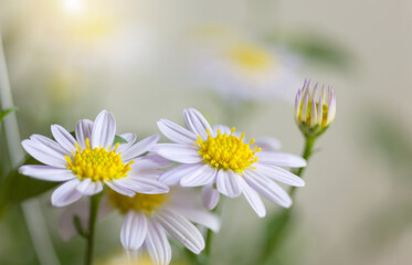 Obraz na płótnie Canvas closeup beautiful Daisy flower blossom background natural outdoor. Soft focus.