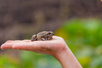 girl hold a toad in the palm of her hand. Selective focus
