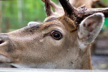 A close-up deer that stands sideways. The eye and face of a deer