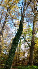 Fototapeta premium Path in the Forest