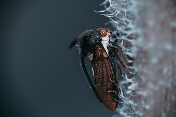 Closeup of a thorn-hopper, Centrotus cornutus