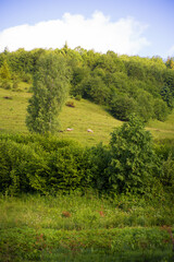 Obraz premium Carpathian nature in summer