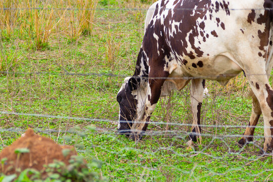 Detalhe de uma vaca malhada comendo capim no pasto de uma fazenda.